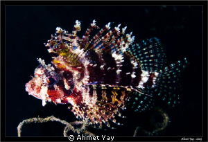 The hunry lion fish... by Ahmet Yay 
